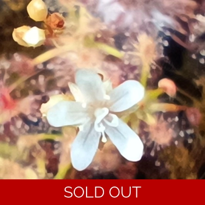 Drosera enodes, 10+ gemmae